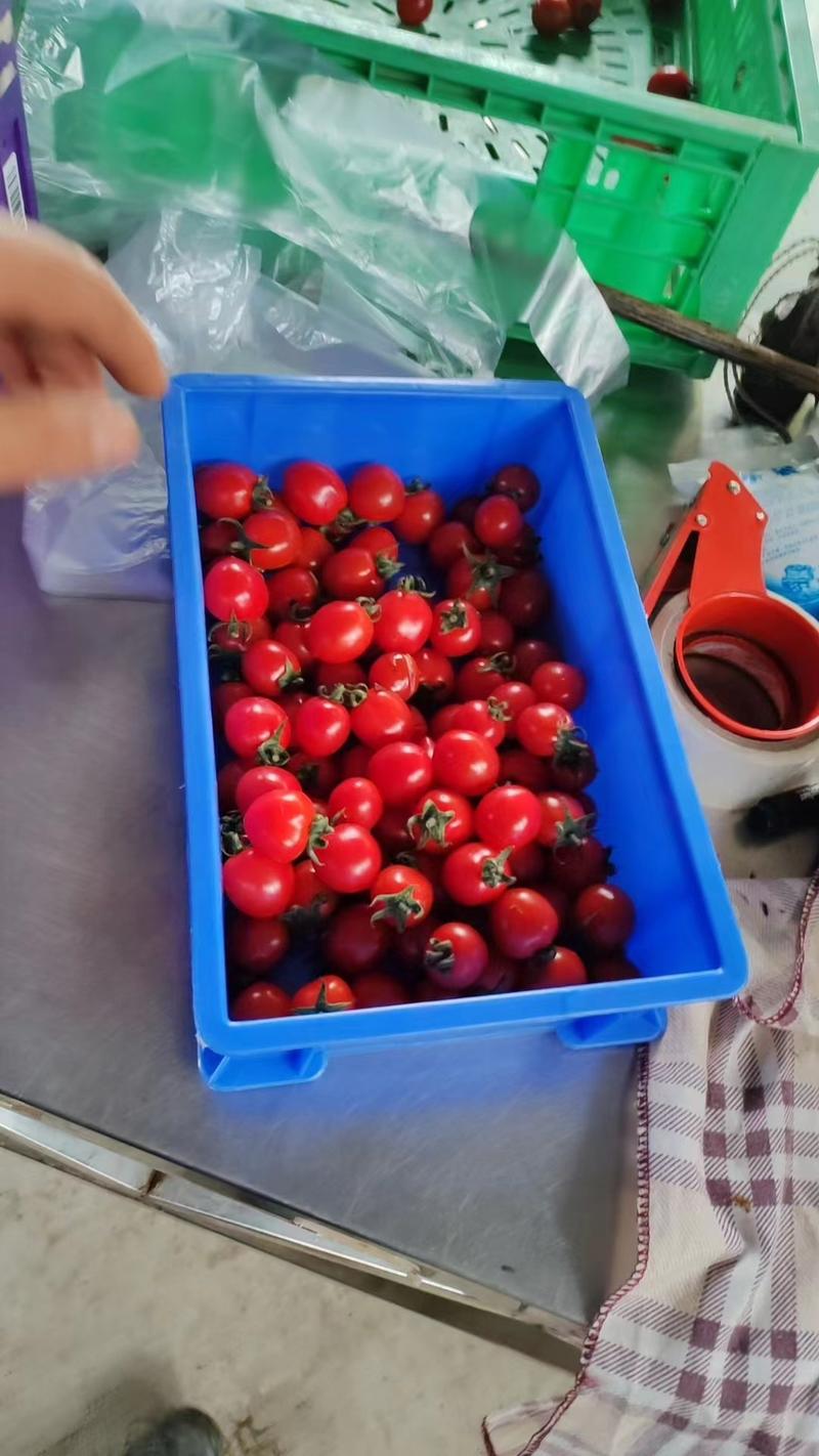 基地直供成都本地千禧樱桃小番茄超甜