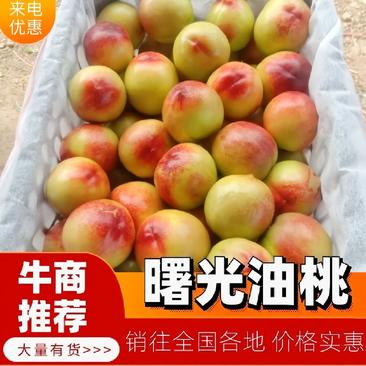 湖北油桃曙光油桃黄心油桃大量上市，日供货10万斤