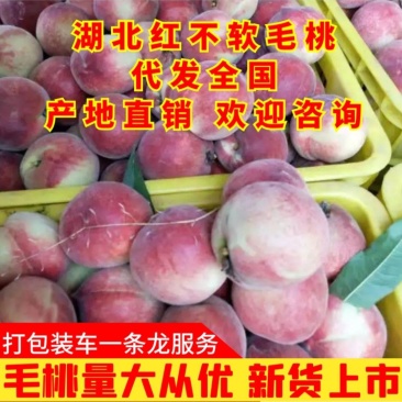 湖北毛桃红不软毛桃突围桃大量上市日供10万斤