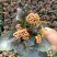 长寿花盆栽130双色盆基地直供免费包装欢迎实看货