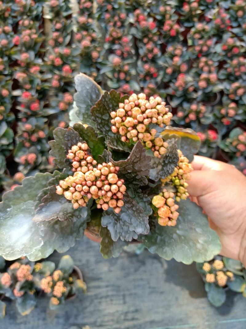 长寿花盆栽130双色盆基地直供免费包装欢迎实看货