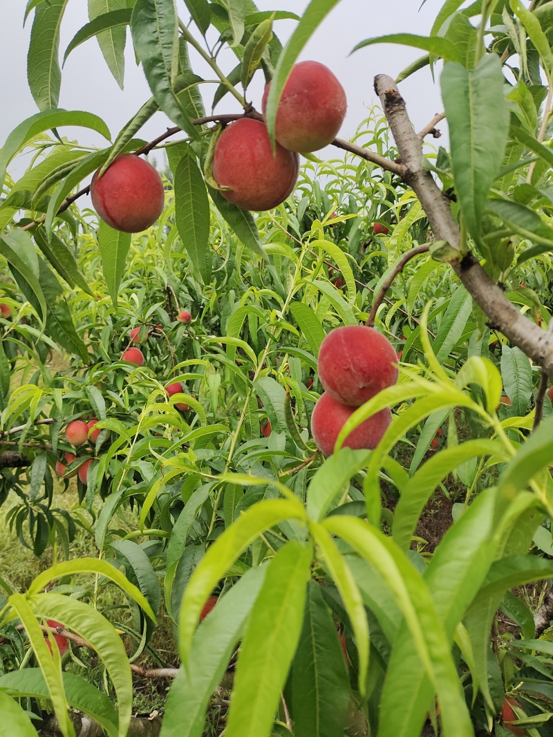 湖北毛桃红不软春雪春蜜美嘉突围美脆大量上市