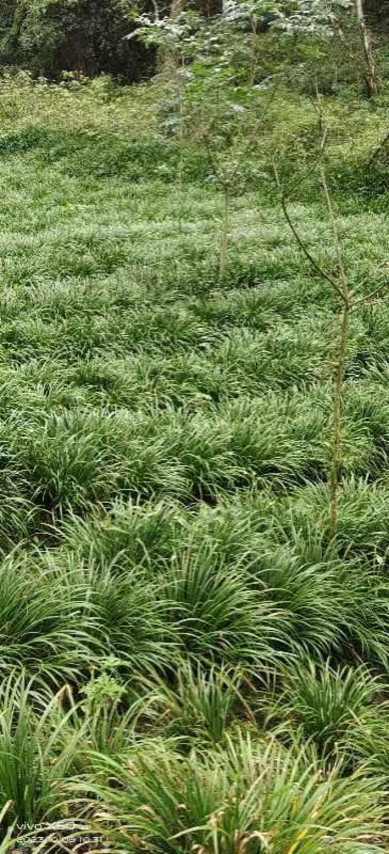 石菖蒲专用除草剂，安全放心，省时省力效果好。