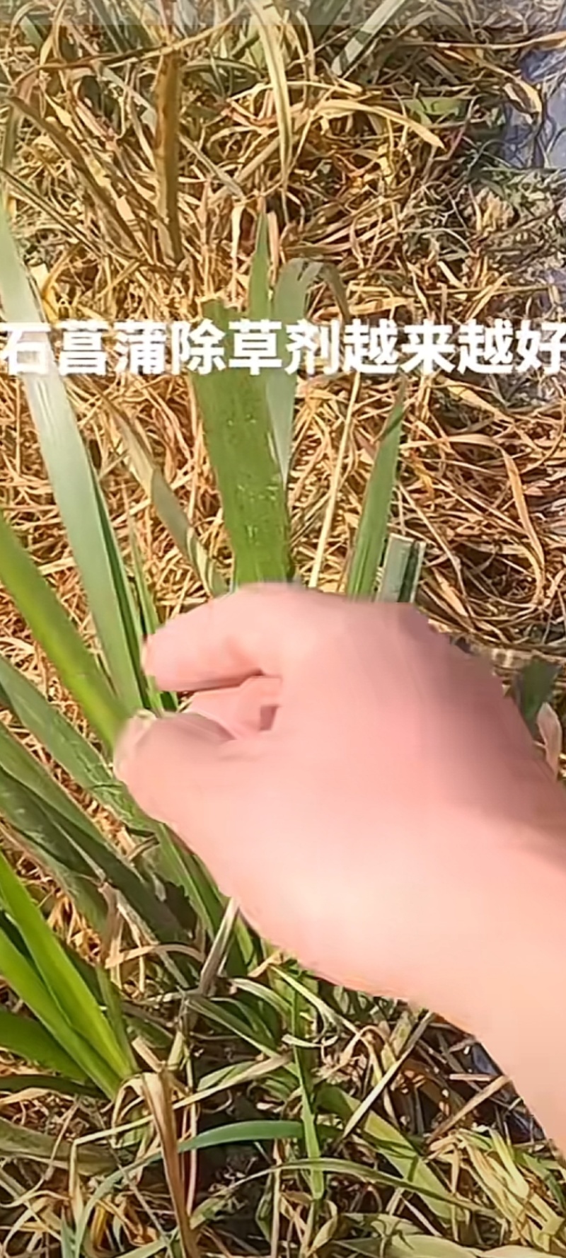 石菖蒲专用除草剂，安全放心，省时省力效果好。