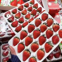 云南会泽蒙特瑞草莓基地直接供应量大质优价格