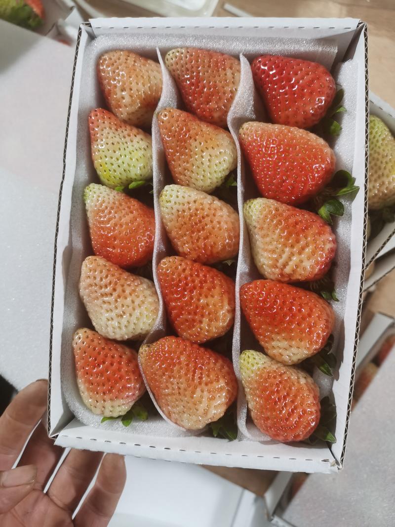 云南会泽蒙特瑞草莓基地直接供应量大质优价格优惠