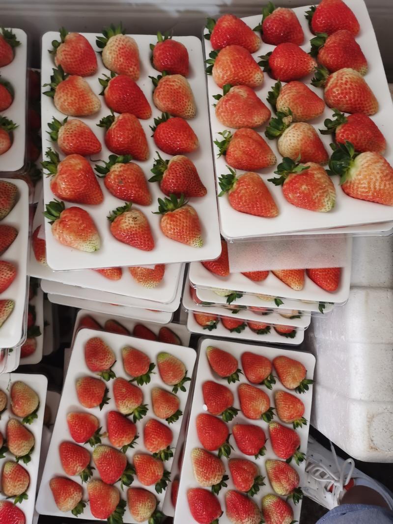 云南会泽蒙特瑞草莓基地直接供应量大质优价格优惠