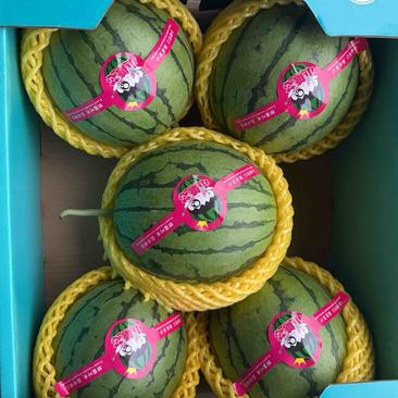 陕西蒲城吊兰小西瓜，小糖丸，为客户提供包装一条龙服务平台