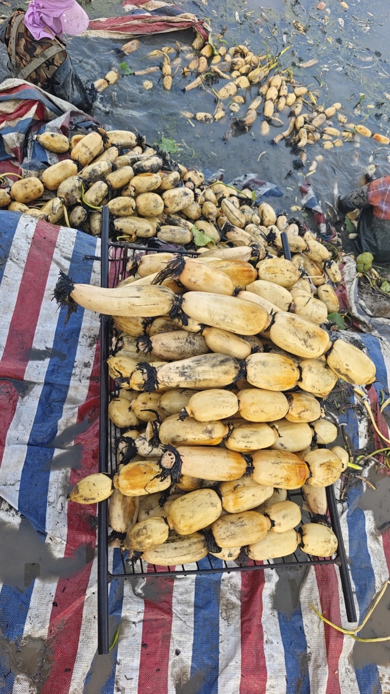 糯米藕食材供应