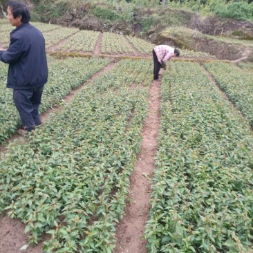 吉赛拉16号.樱桃占木苗处理了，量大从优基地直发，根须好，