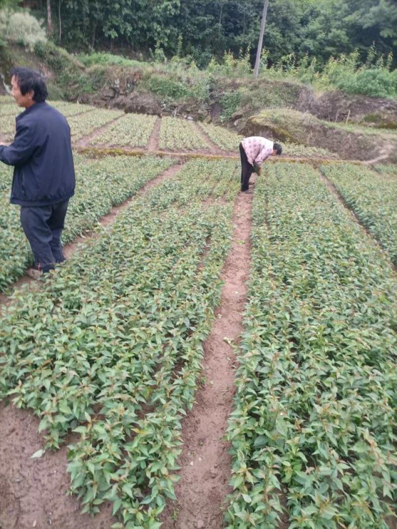 吉赛拉16号.樱桃占木苗处理了，量大从优基地直发，根须好，