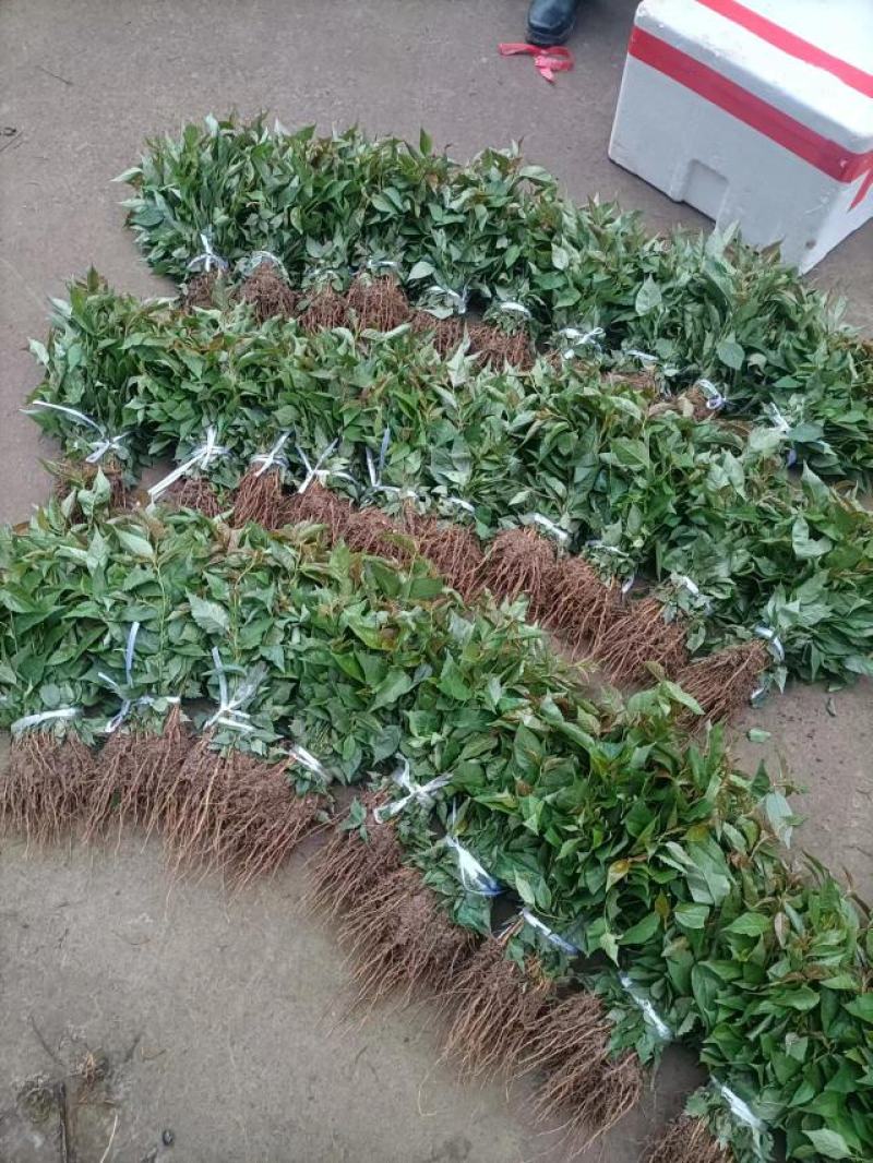 吉赛拉16号.樱桃占木苗处理了，量大从优基地直发，根须好，