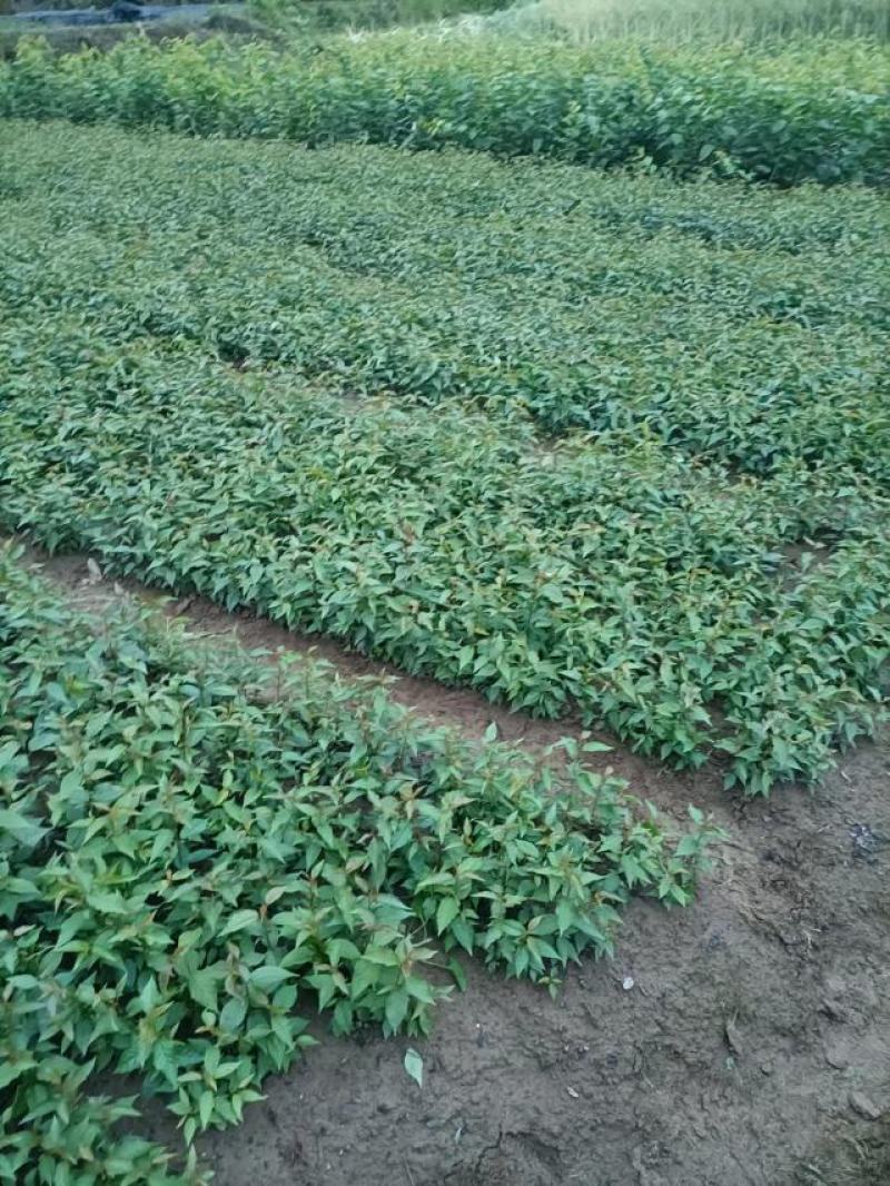 吉赛拉16号.樱桃占木苗处理了，量大从优基地直发，根须好，