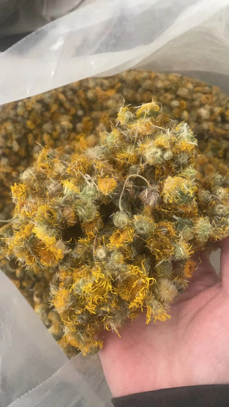 旋复花实拍正品旋复花旋覆花现货当天发货干净