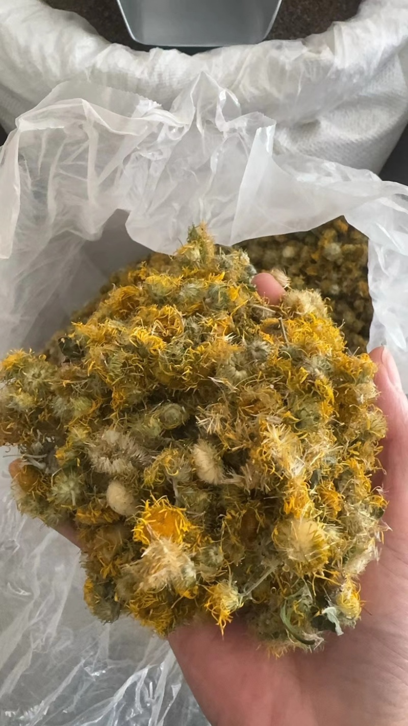 旋复花实拍正品旋复花旋覆花现货当天发货干净