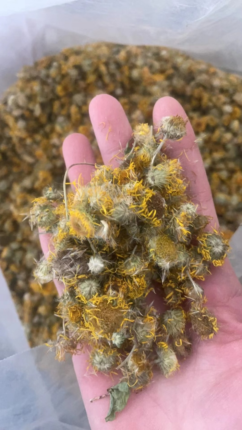 旋复花实拍正品旋复花旋覆花现货当天发货干净
