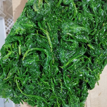 速冻野生黄须菜黄荆菜碱蓬菜2025新货