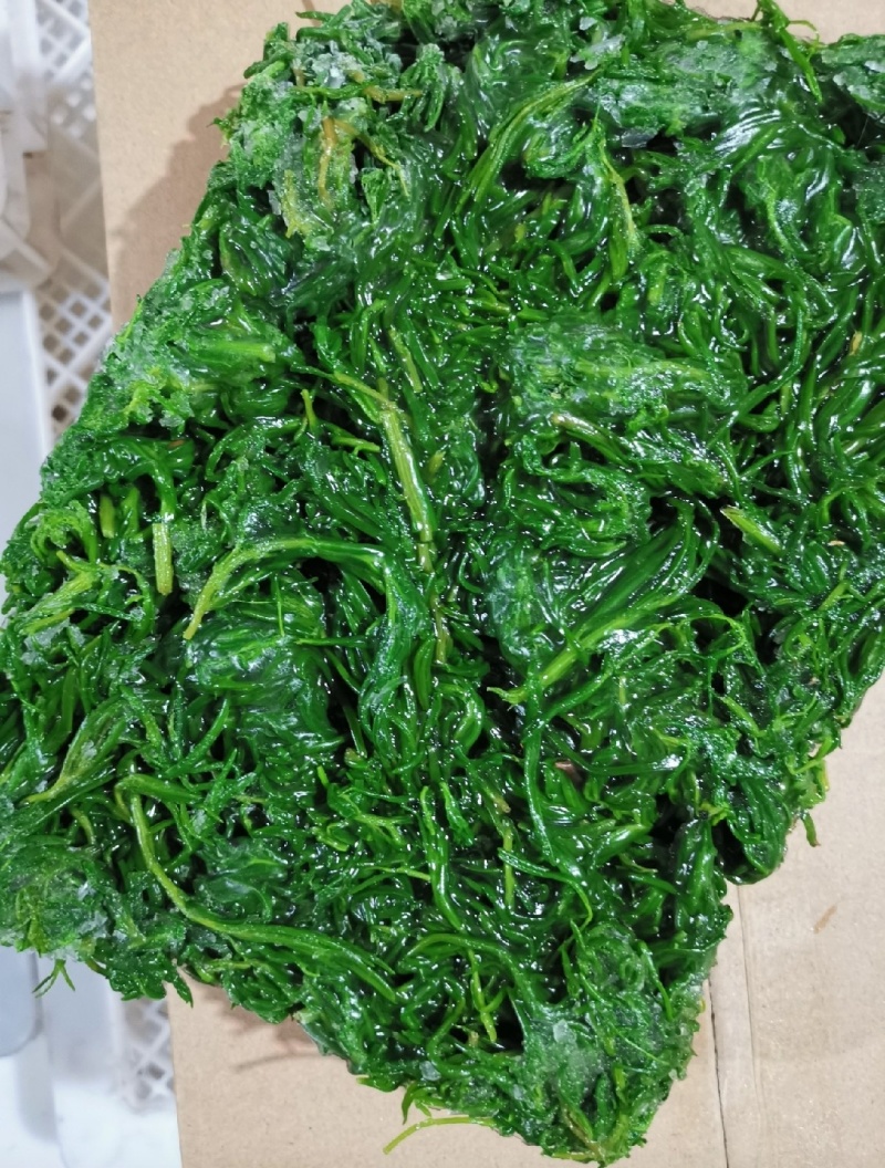 速冻野生黄须菜黄荆菜碱蓬菜2025新货