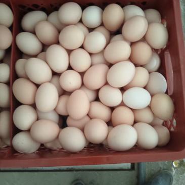 鲜鸡蛋一手货源360枚装45斤有需要的