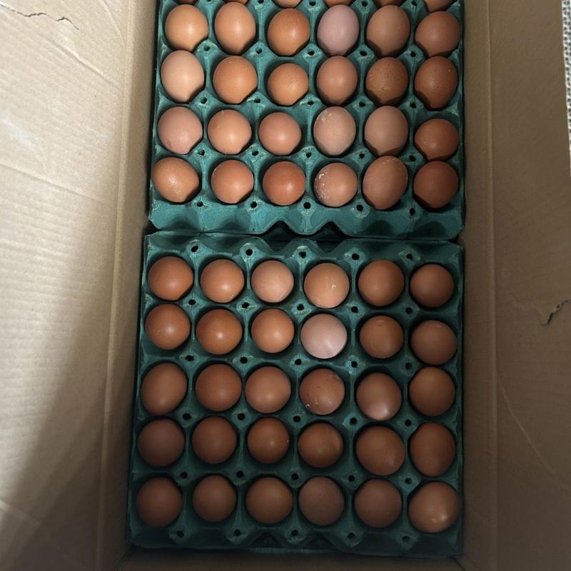 鲜鸡蛋一手货源360枚装45斤有需要的