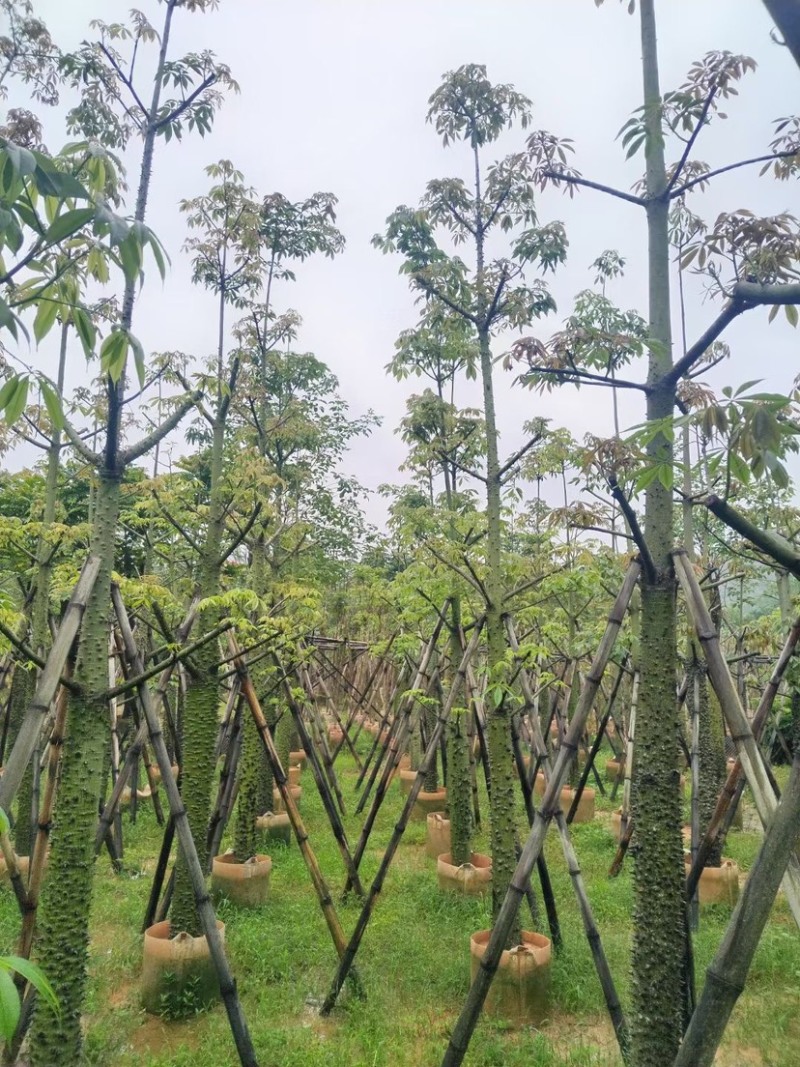 美人树基地直销规格齐全欢迎老板来电咨询合作