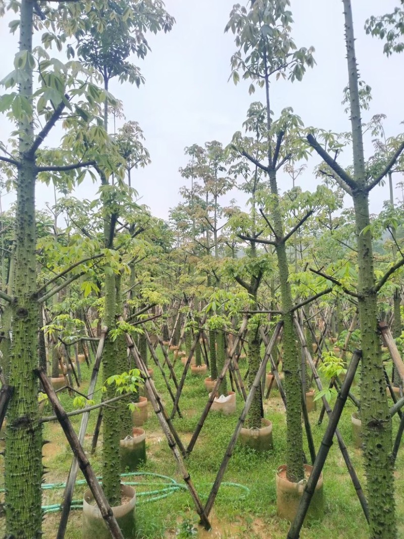 美人树基地直销规格齐全欢迎老板来电咨询合作