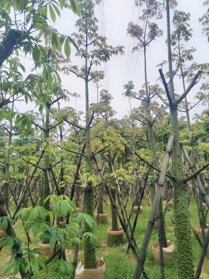 美人树基地直销规格齐全欢迎老板来电咨询合作