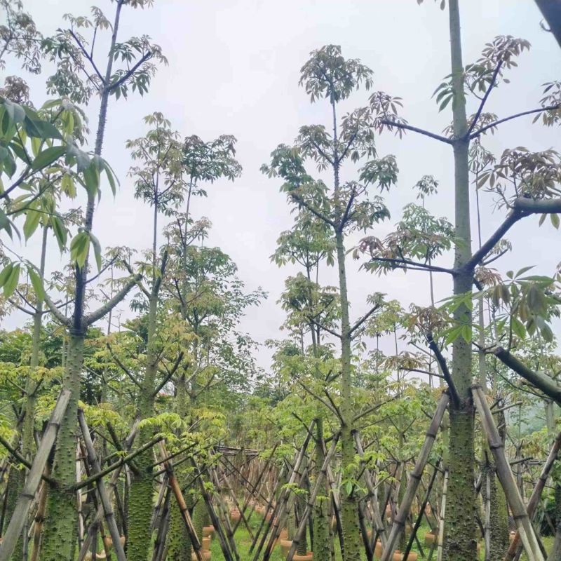 美人树基地直销规格齐全欢迎老板来电咨询合作