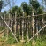 秋枫树基地直销规格齐全欢迎老板来电咨询合作