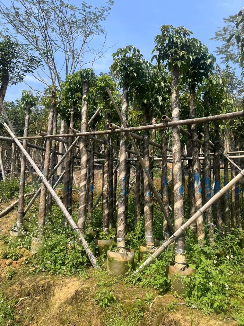 秋枫树基地直销规格齐全欢迎老板来电咨询合作