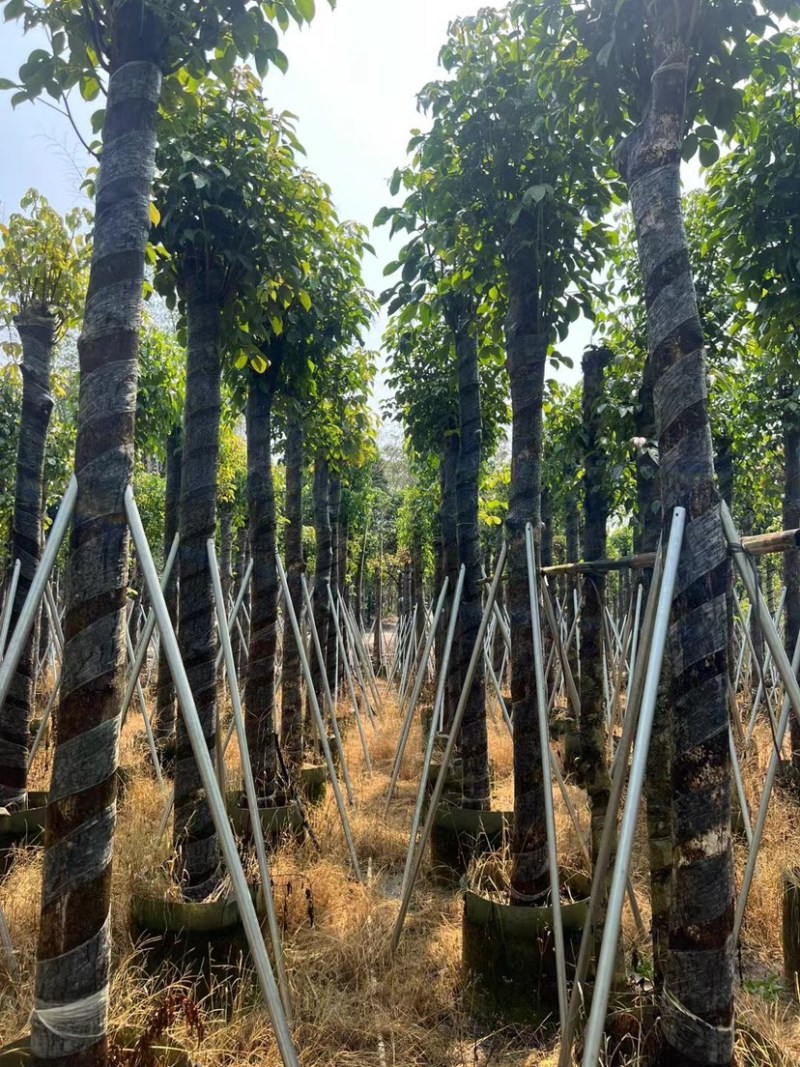 秋枫树基地直销规格齐全欢迎老板来电咨询合作