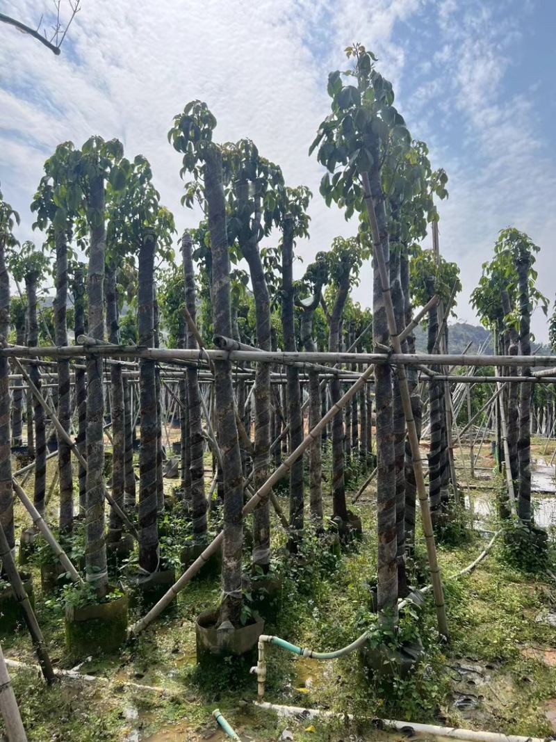 秋枫树基地直销规格齐全欢迎老板来电咨询合作