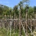 秋枫树基地直销规格齐全欢迎老板来电咨询合作
