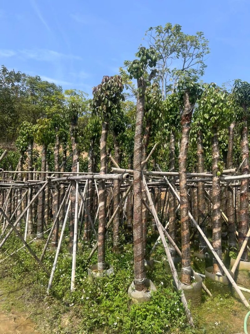 秋枫树基地直销规格齐全欢迎老板来电咨询合作