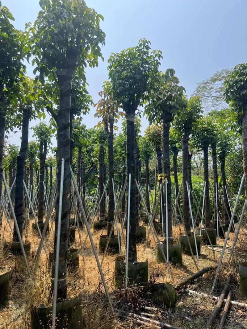 秋枫树基地直销规格齐全欢迎老板来电咨询合作