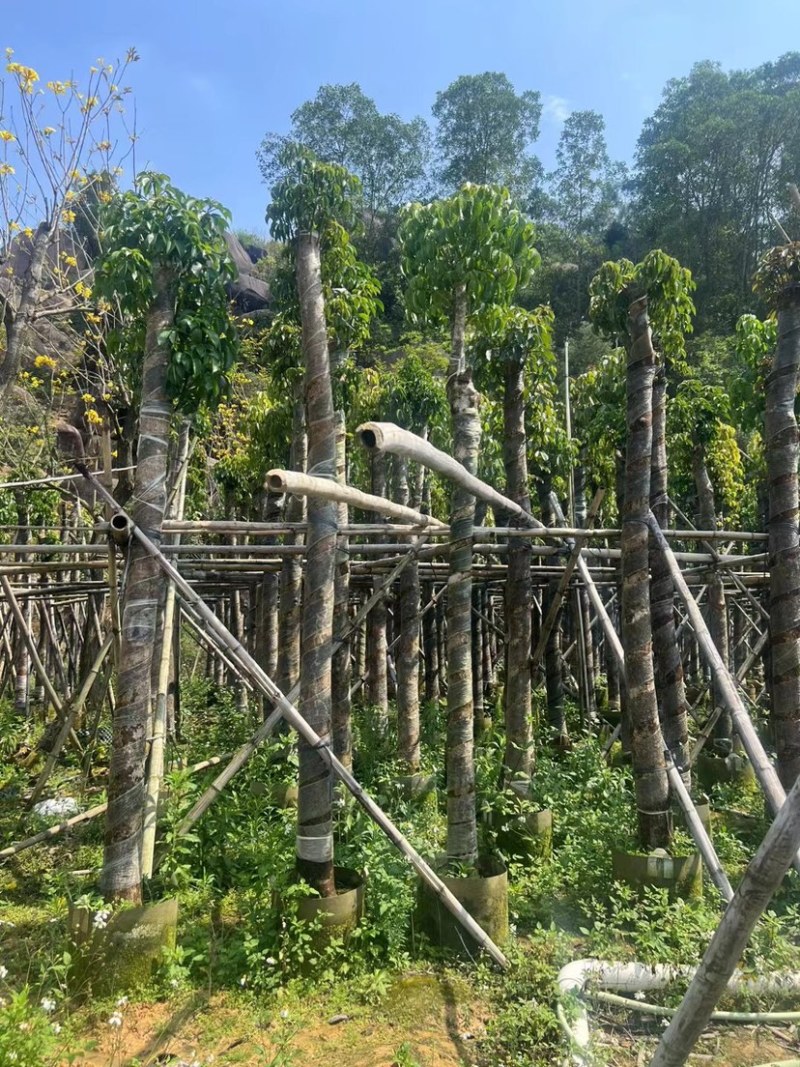 秋枫树基地直销规格齐全欢迎老板来电咨询合作