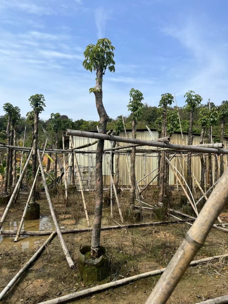 秋枫树基地直销规格齐全欢迎老板来电咨询合作