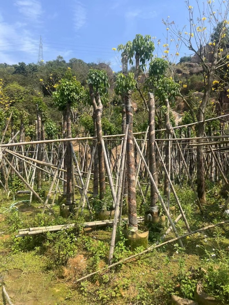秋枫树基地直销规格齐全欢迎老板来电咨询合作