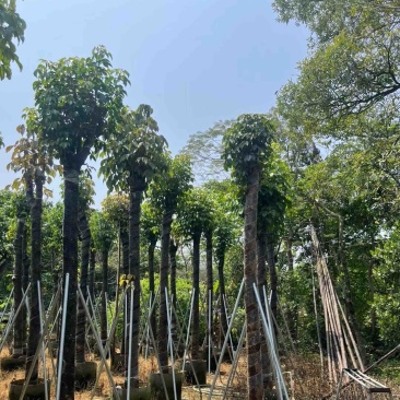 秋枫树基地直销规格齐全欢迎老板来电咨询合作