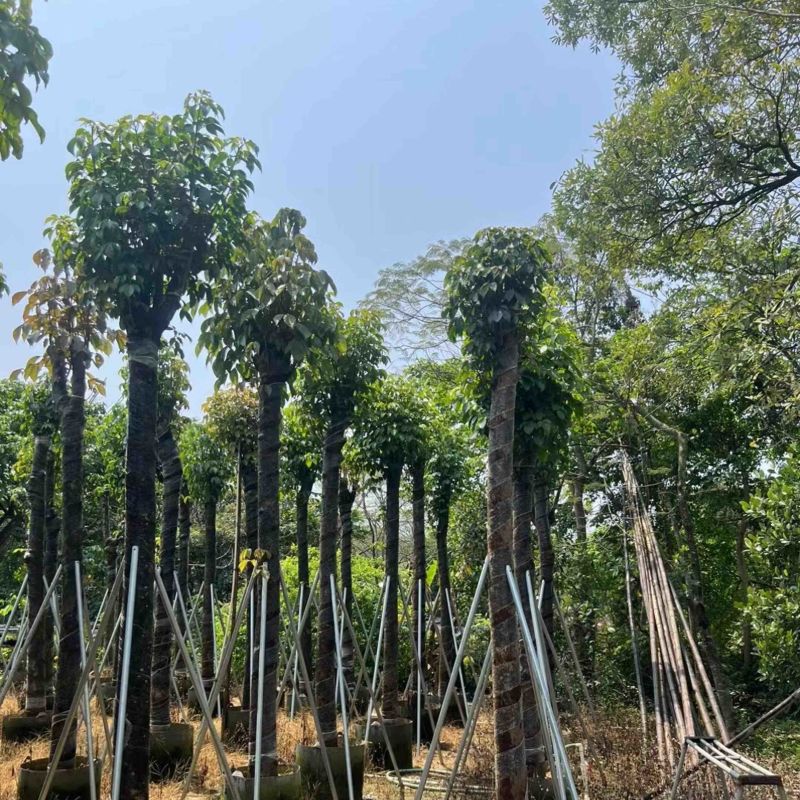秋枫树基地直销规格齐全欢迎老板来电咨询合作