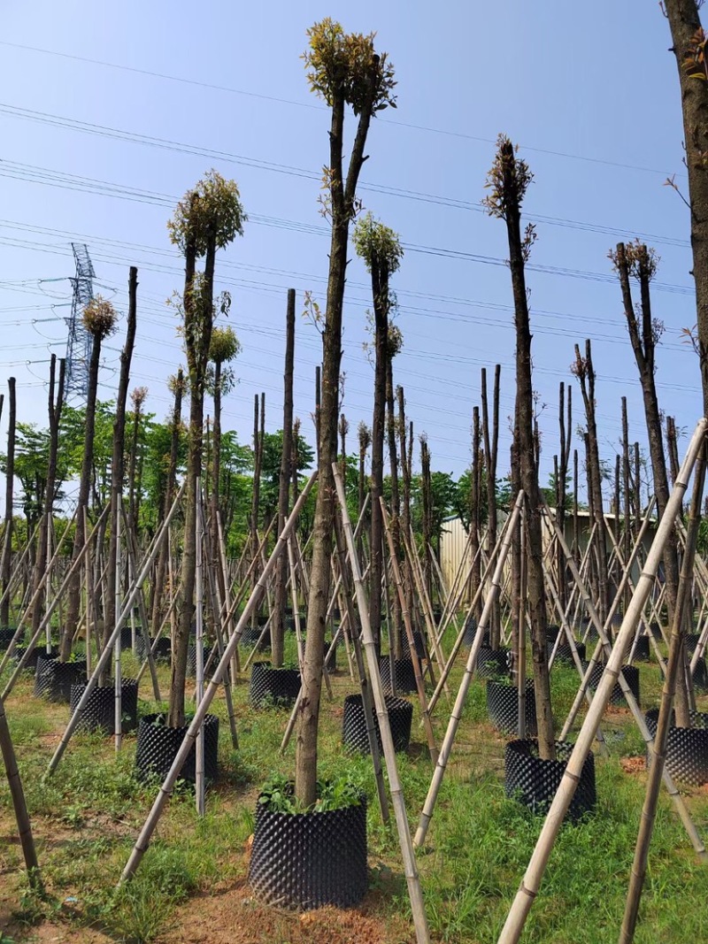 金丝楠木基地直销规格齐全欢迎老板来电咨询合作