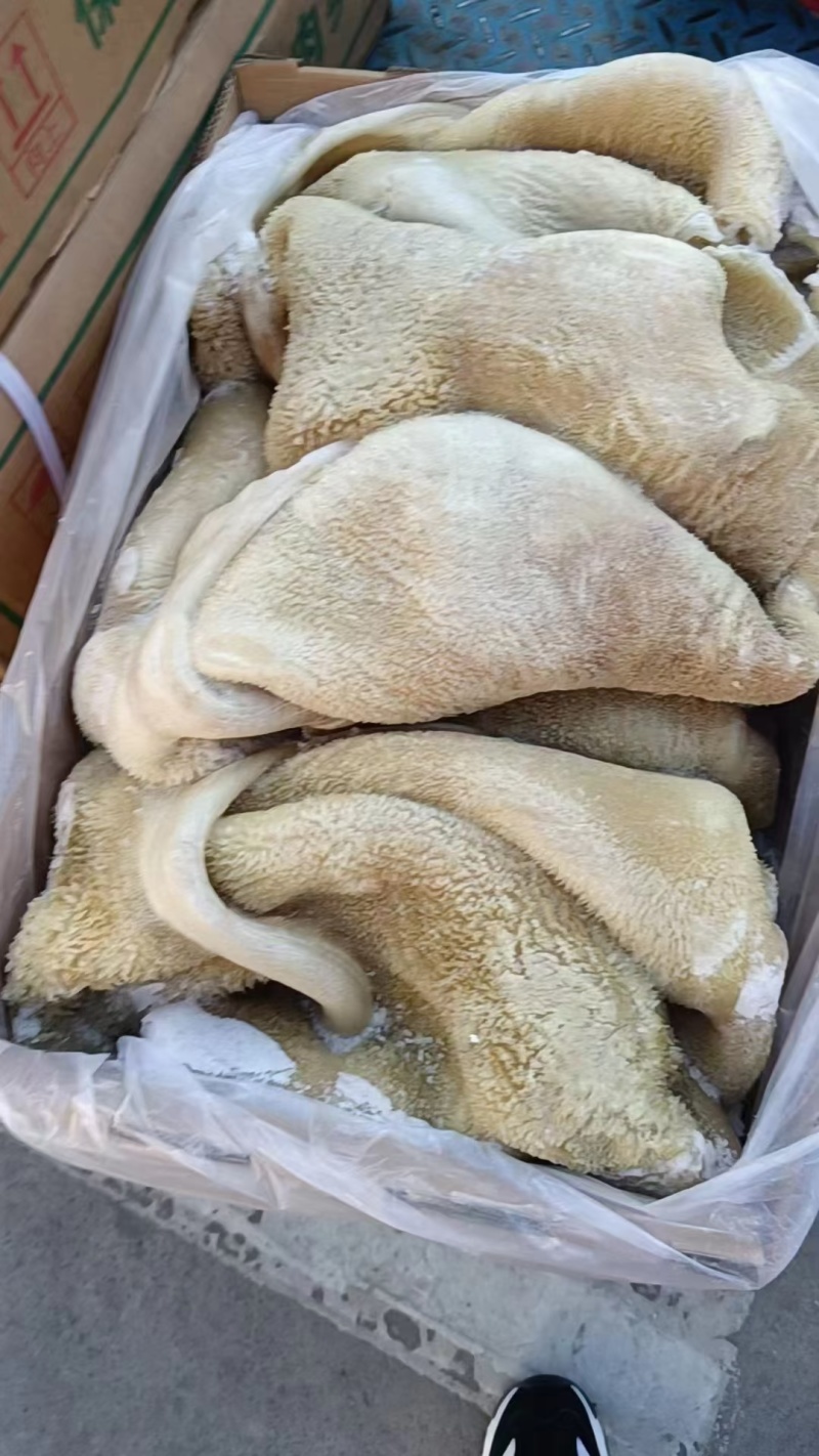 清水牛肚，纯干货，精修无油，全国冷链均可发货