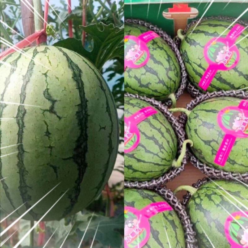 陕西蒲城938吊兰西瓜/小吊兰/吊篮西瓜/小吊瓜/小糖丸