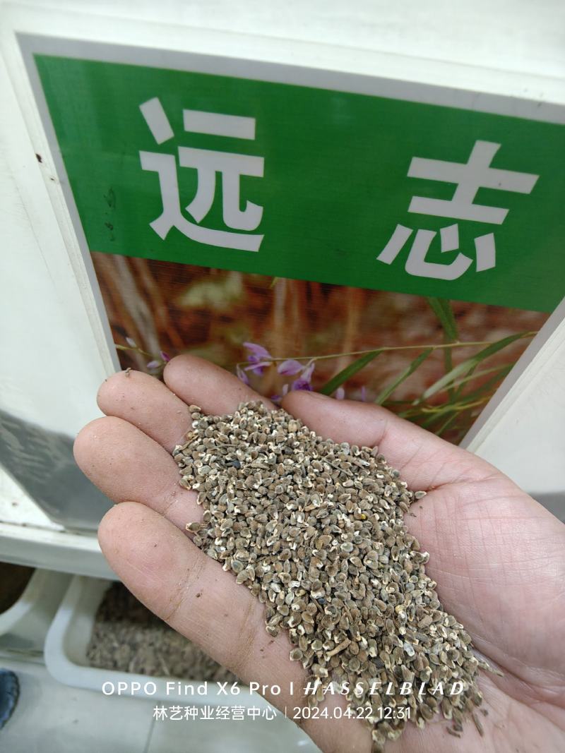 精选远志种籽新远志种子春秋四季种植抗旱抗寒中药材黄芩柴胡
