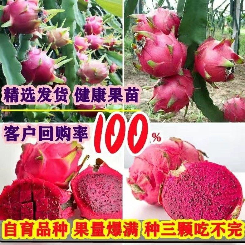 红肉(火龙果)盆栽红心火龙果南北方四季种植当年结果