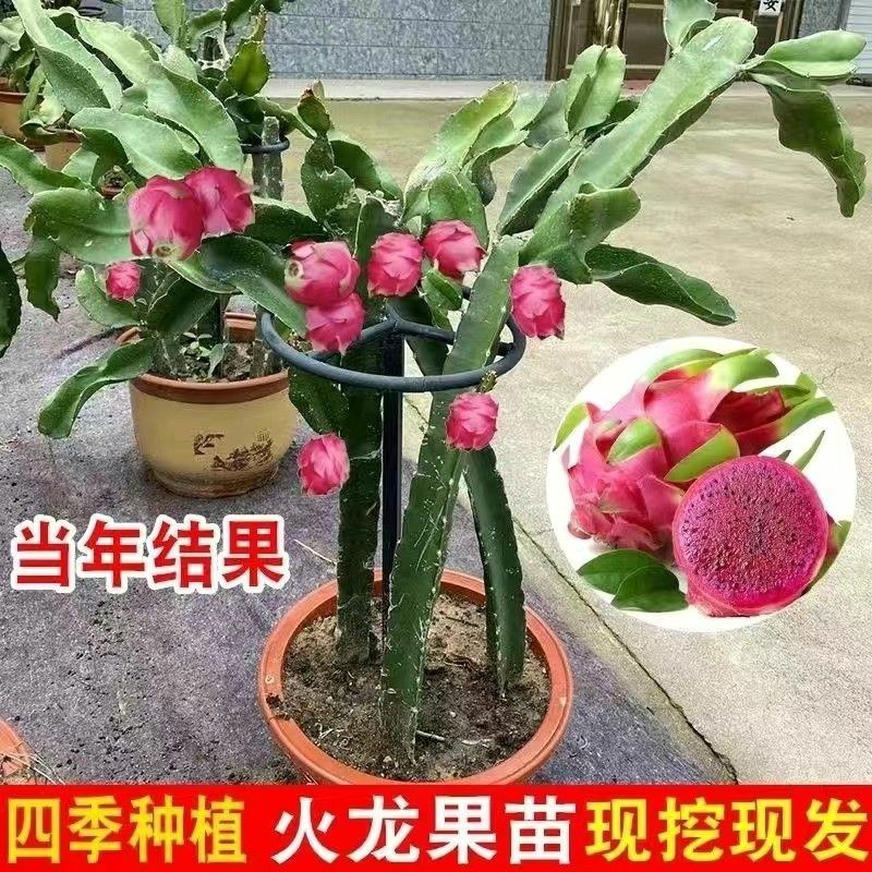 红肉(火龙果)盆栽红心火龙果南北方四季种植当年结果