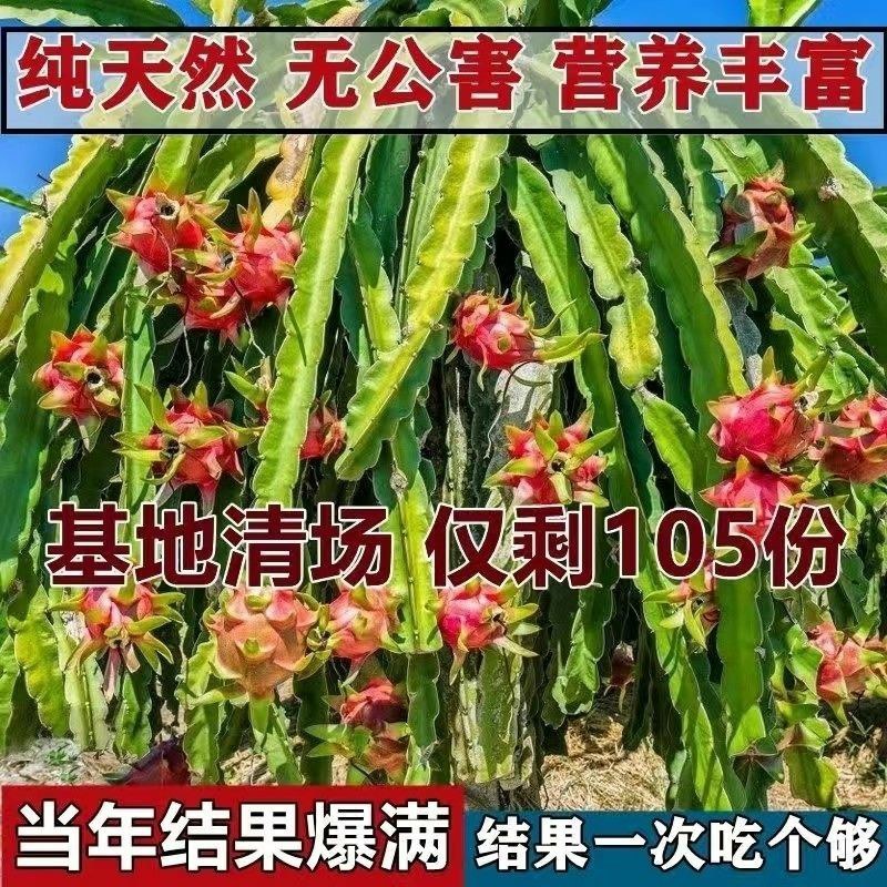 红肉(火龙果)盆栽红心火龙果南北方四季种植当年结果