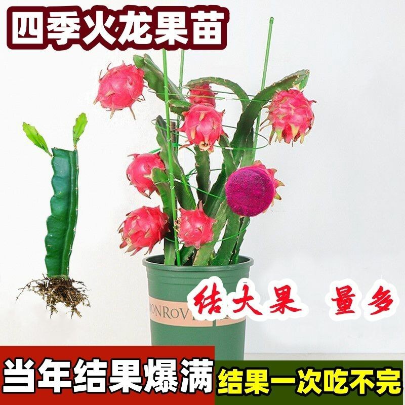 红肉(火龙果)盆栽红心火龙果南北方四季种植当年结果