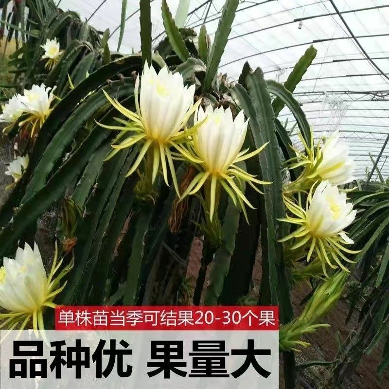 红肉(火龙果)盆栽红心火龙果南北方四季种植当年结果