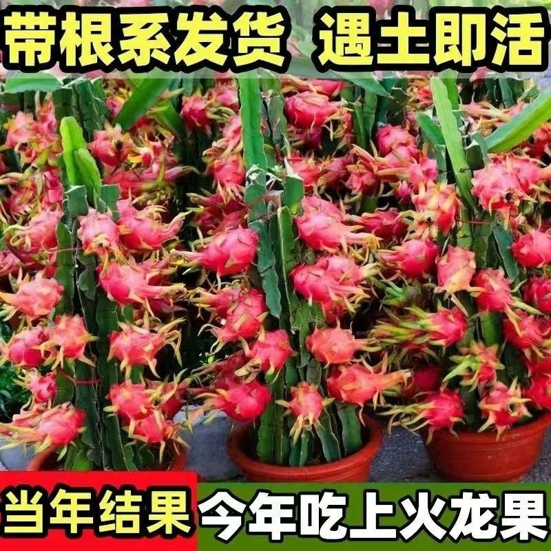 红肉(火龙果)盆栽红心火龙果南北方四季种植当年结果
